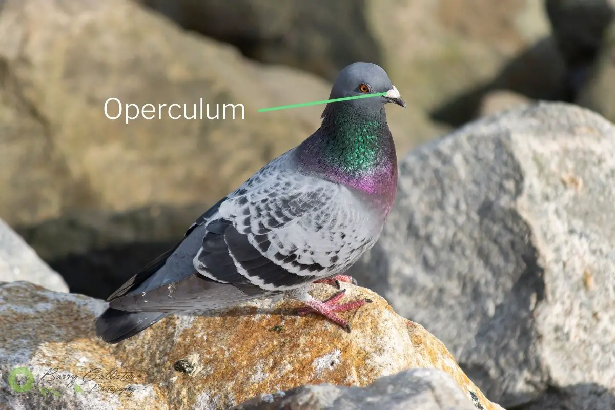 a Rock Pigeon with its operculum labelled