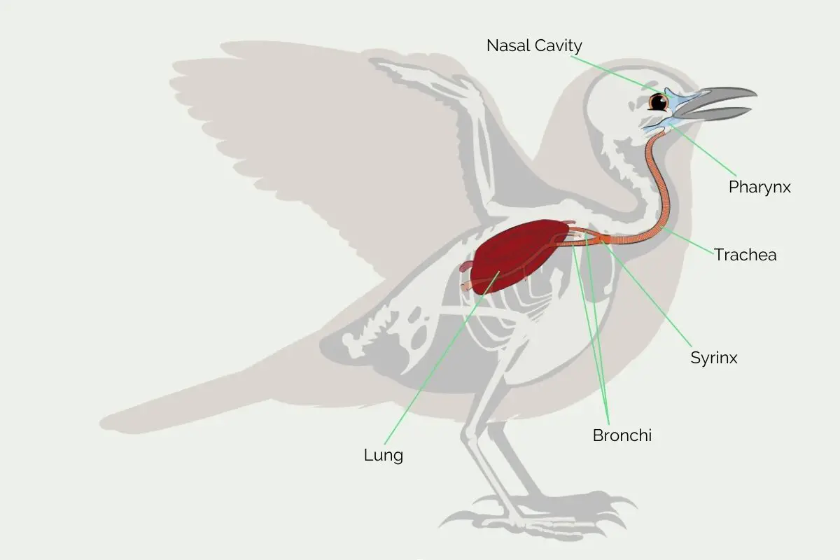 a diagram of a bird showing the nasal cavity, pharynx, trachea, syrinx, bronchi, and lungs