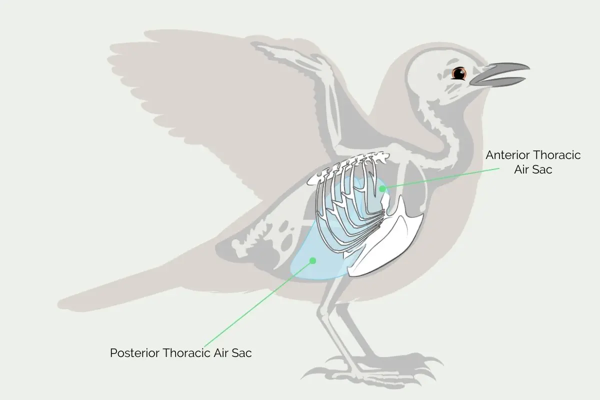 a labelled diagram of a bird showing the thoracic cage and air sacs