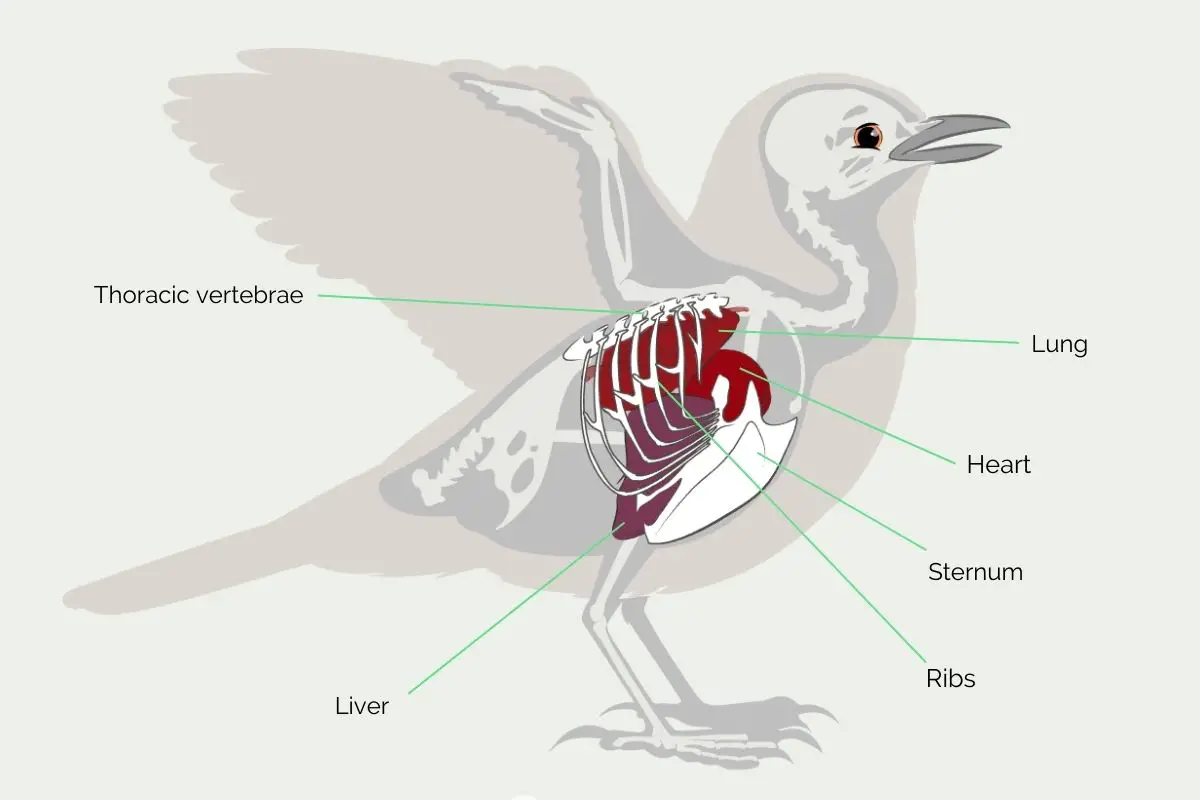 a labelled diagram of a bird showing the thoracic cage and heart, lungs, and liver beneath