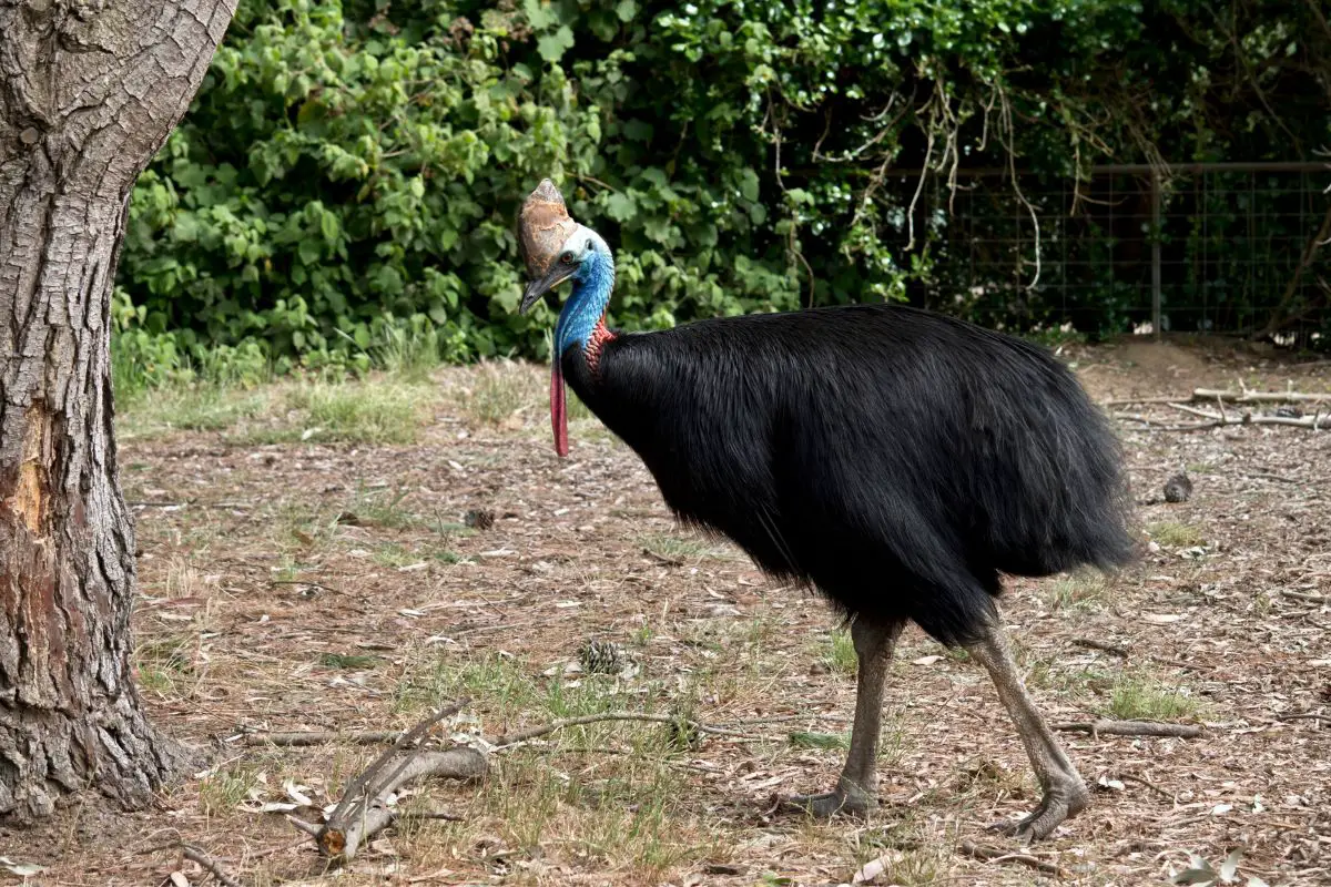 a Cassowary one of the flightless birds of Australia