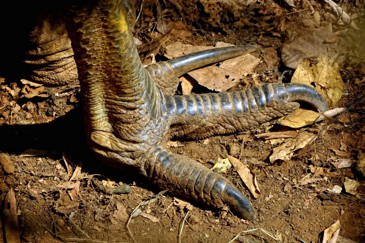 a Cassowary foot close-up