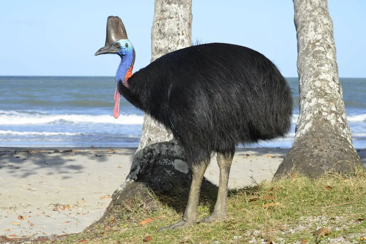 a Cassowary on the beach