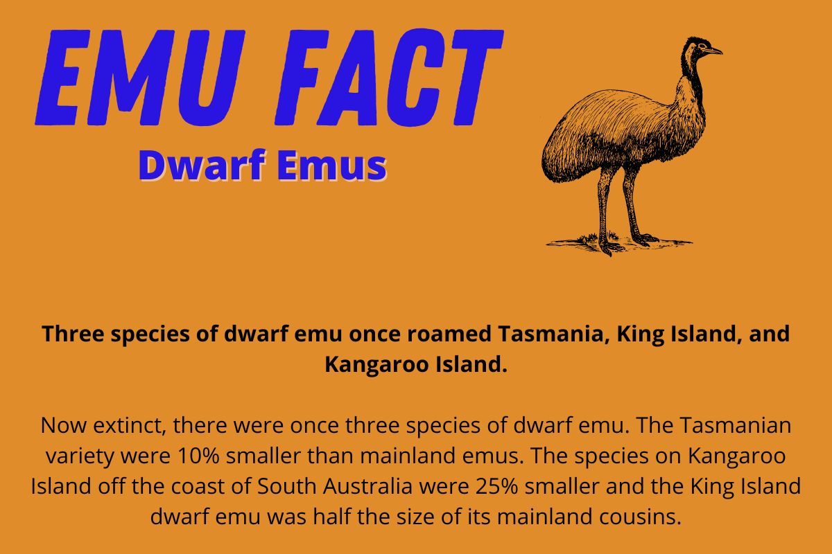 an info-graphic about dwarf emus which once existed in Tasmania and on King and Kangaroo islands