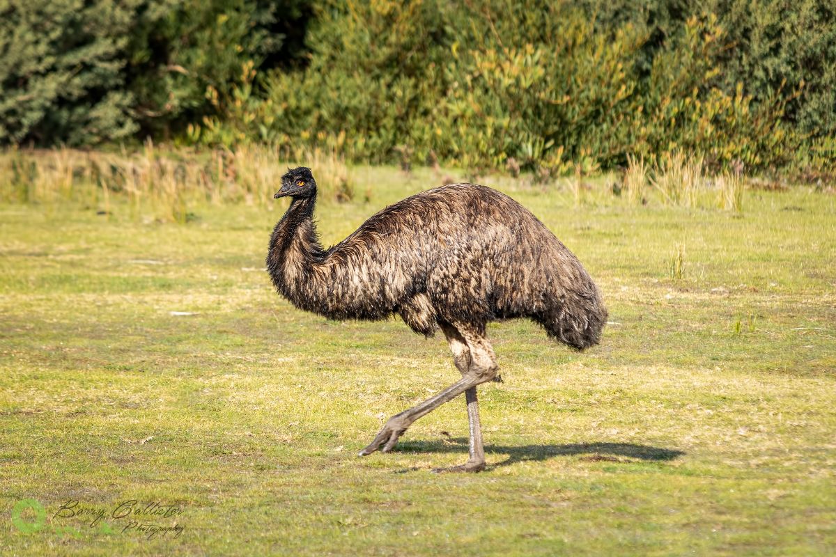 an Emu one of the flightless birds of Australia walking on grass