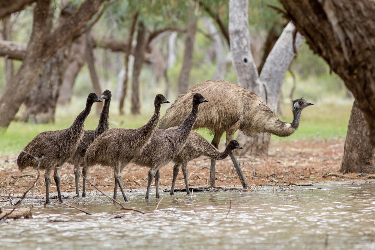 a family of emus at a drinking hole