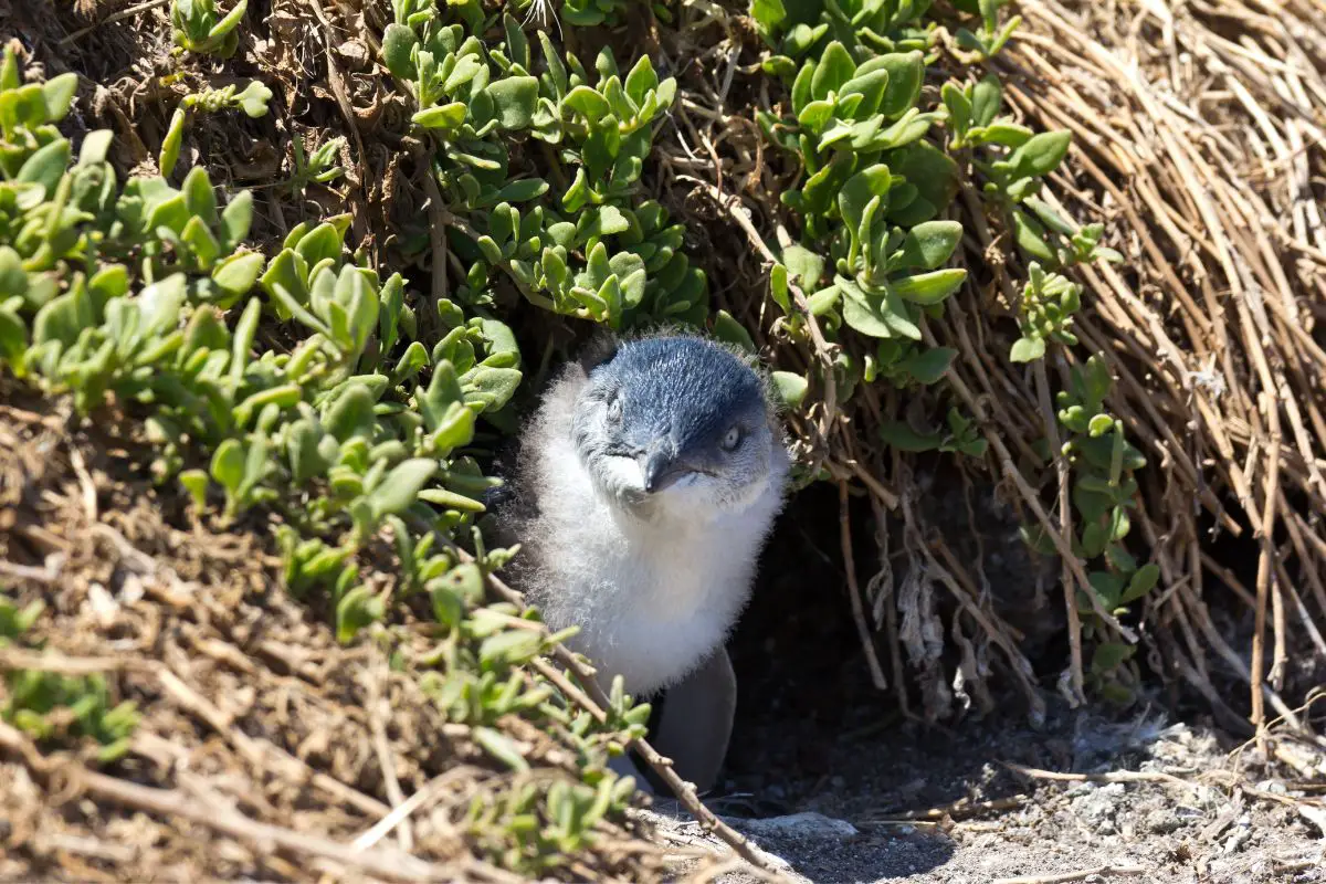 a Little Penguin coming out of its burrow