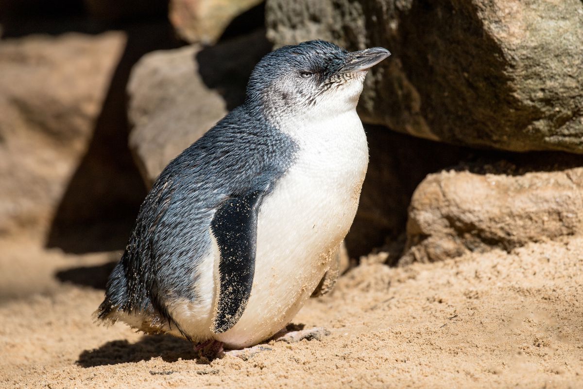 a Little Penguin standing on sand with rocks in the background