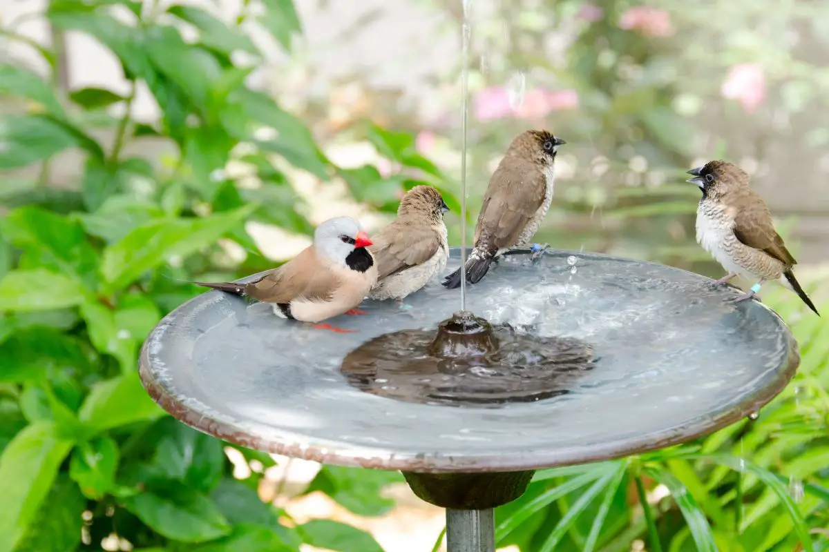 Finches in a garden water fountain