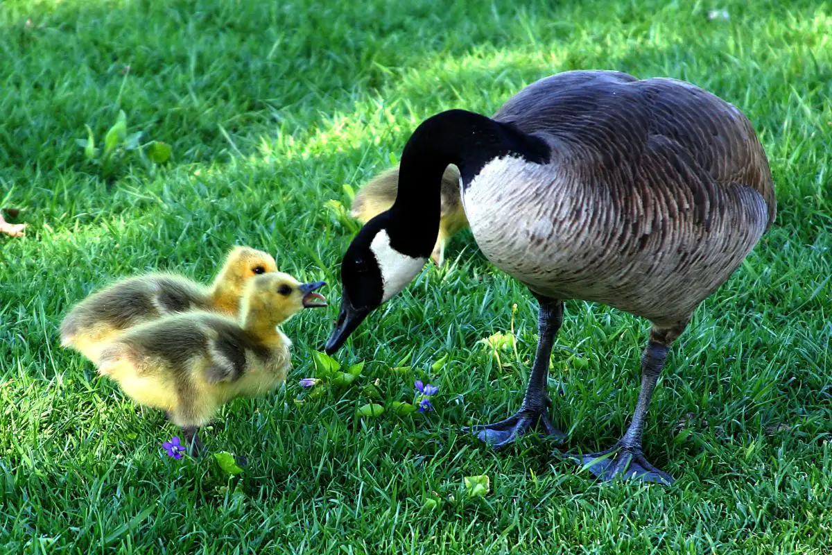 a Canada Goose with goslings standing on grass