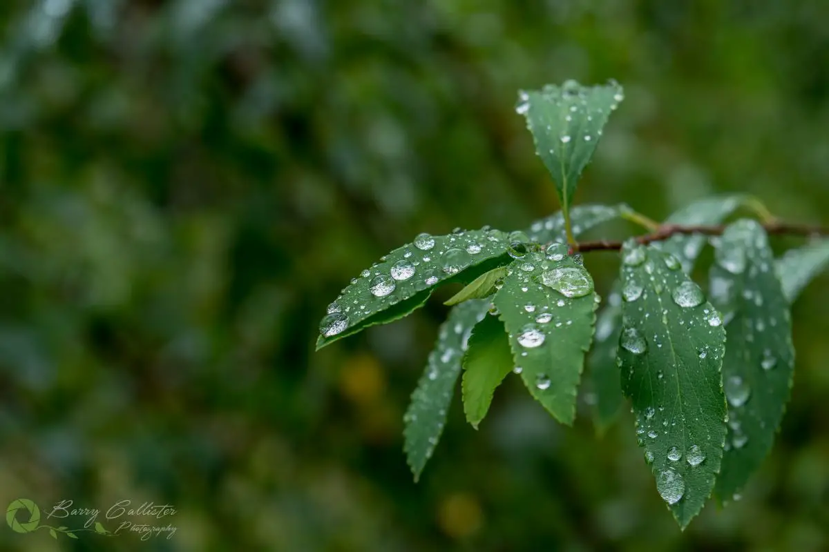 dew on the green leaves of a plant