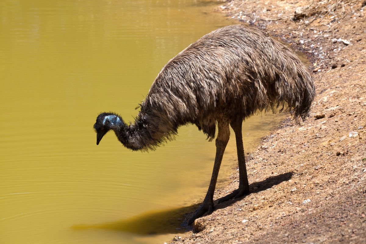 an emu at the edge of a water hole