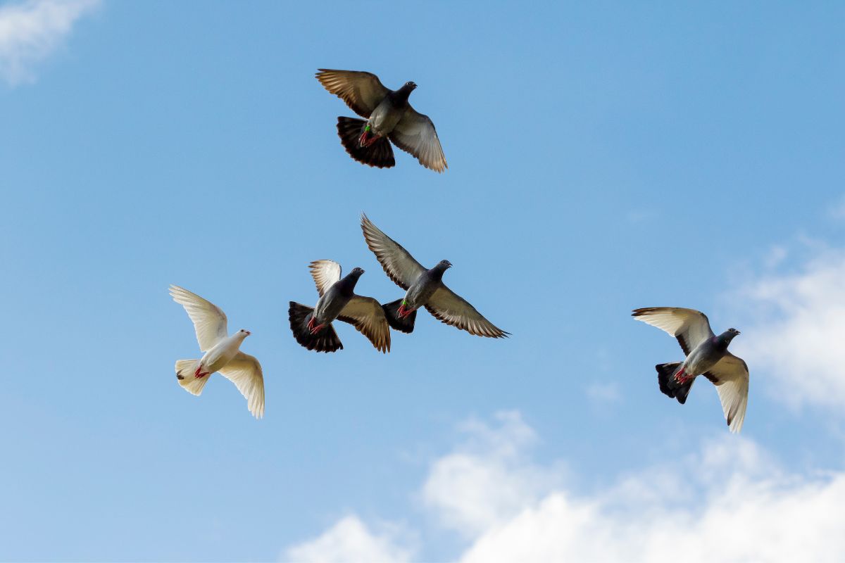 five homing pigeons in flight in blue sky