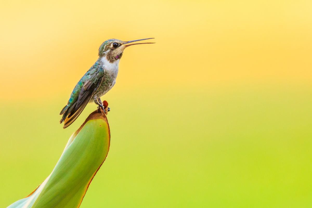 a Hummingbird perched on a leaf