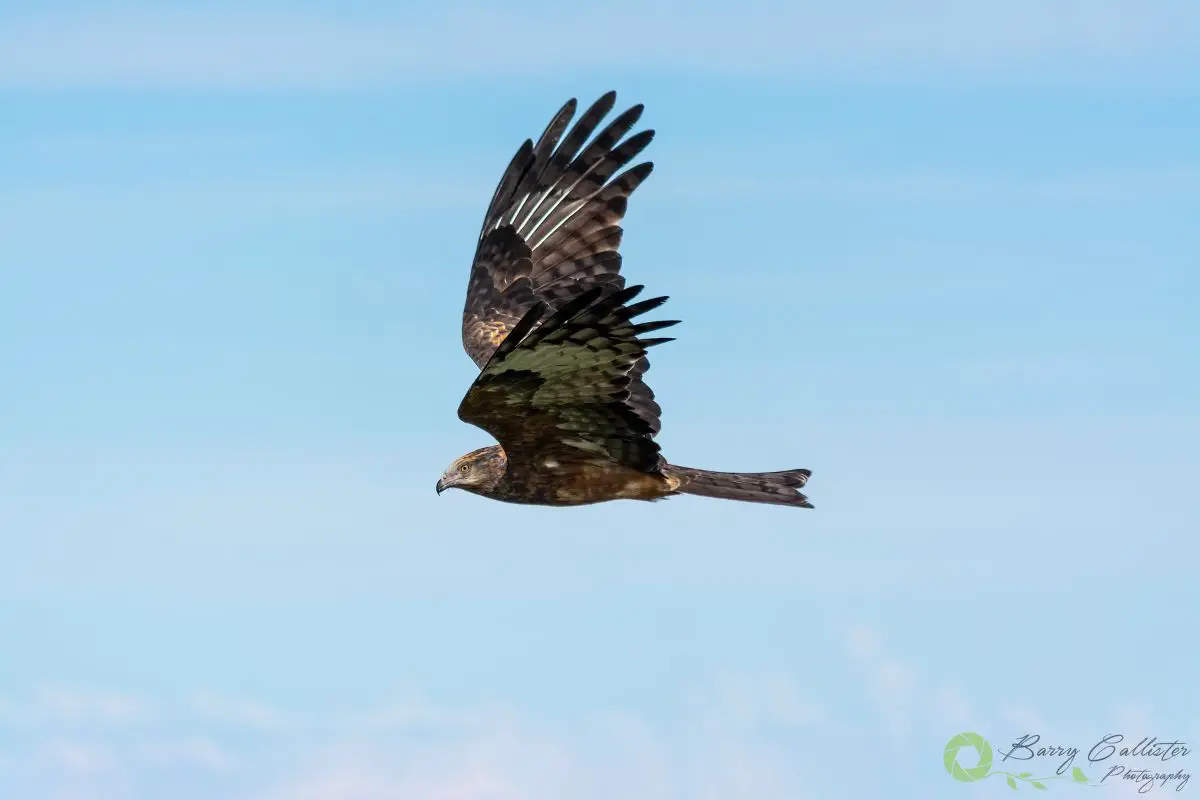 a Square-tailed Kite flying in blue sky