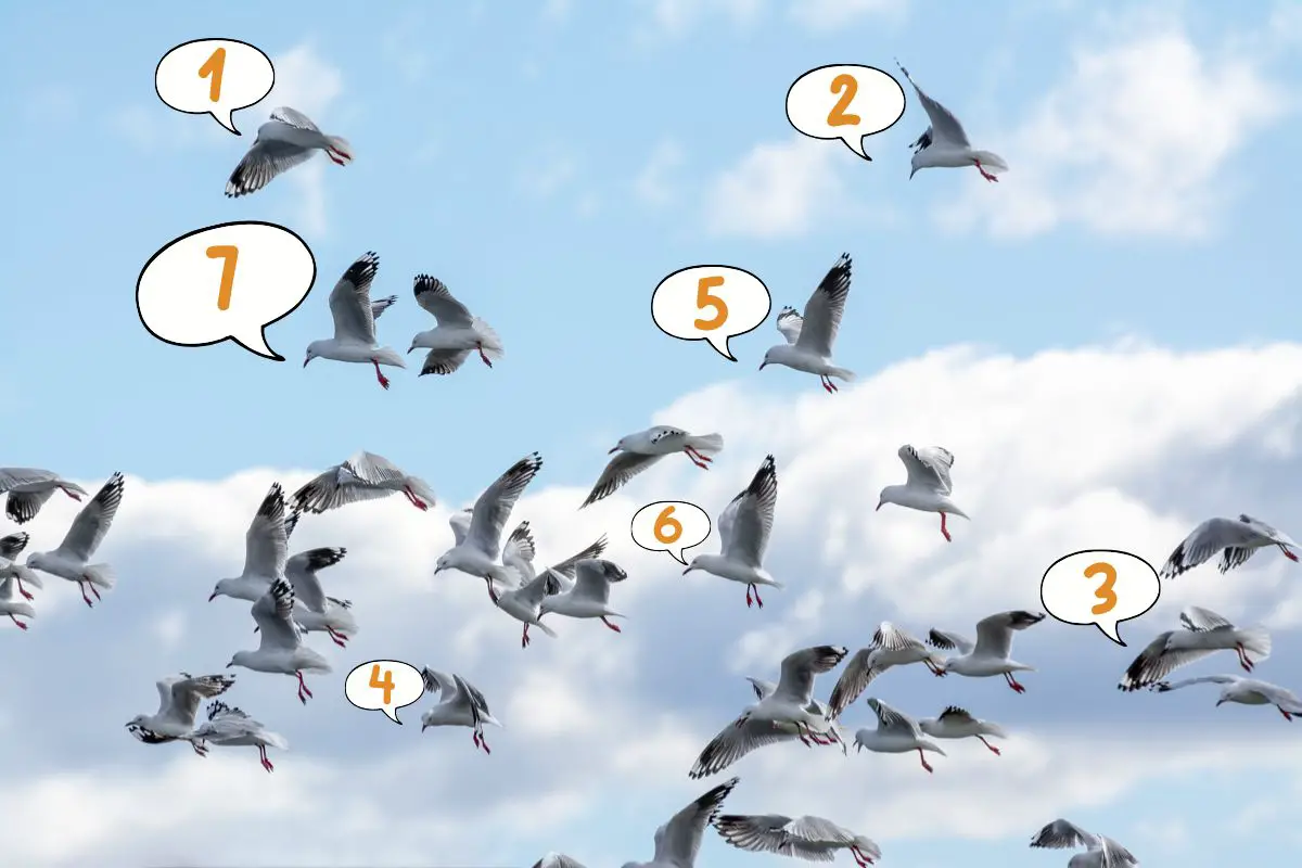 a flock of silver gulls flying in a cloudy sky with seven speech bubbles each with a number inside it