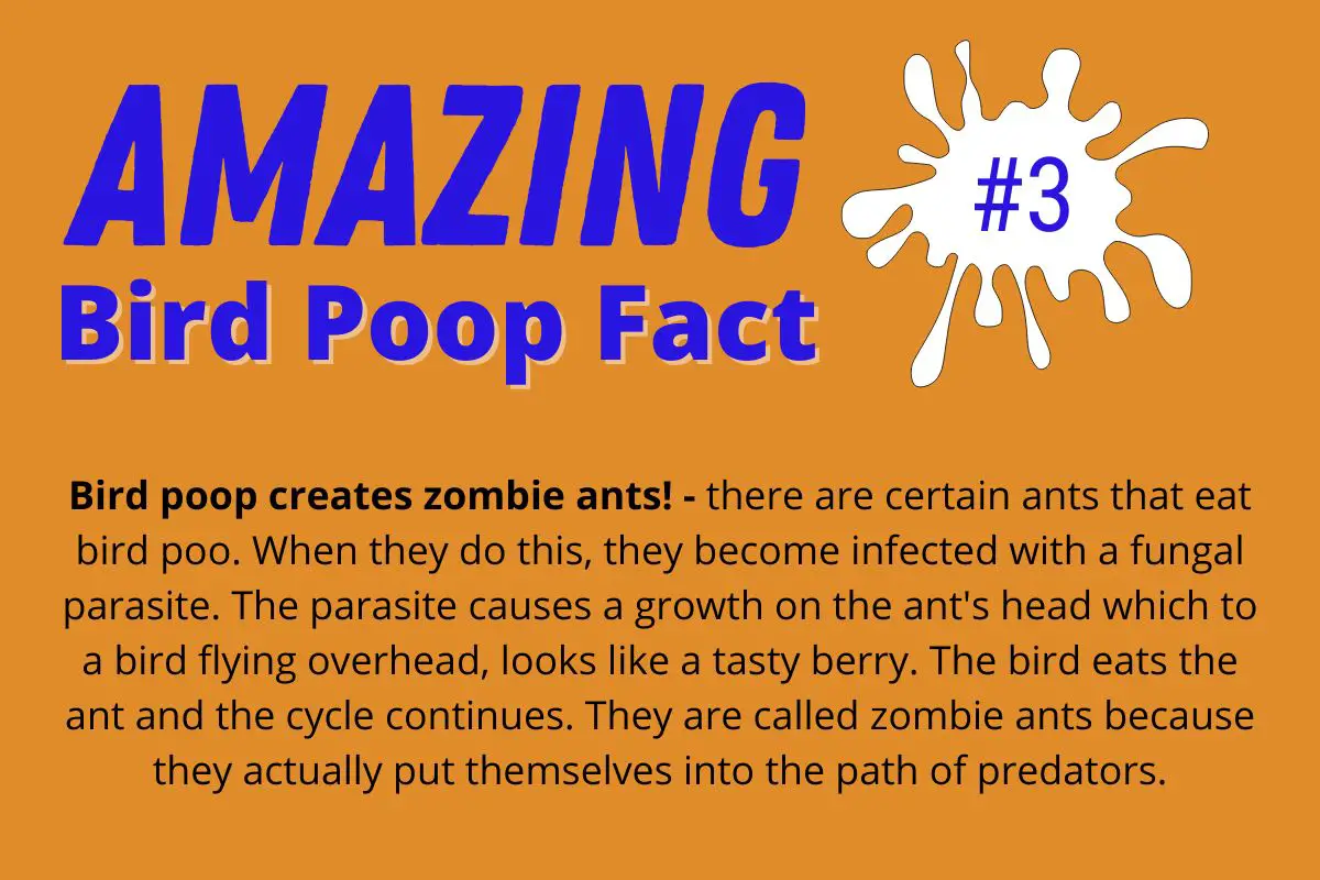 an info-graphic about zombie ants that eat bird poop and then develop a fungal growth on their heads which looks like a berry to birds that then eat them