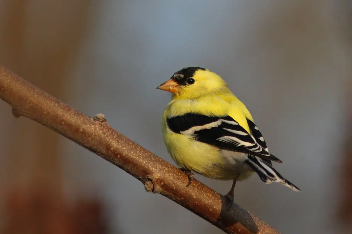 an American Goldfinch perched on a branch