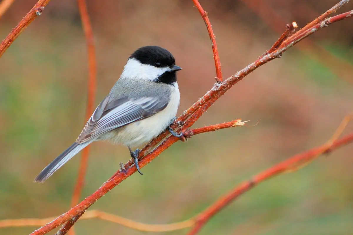 a Black-capped Chickadee perched on a branch