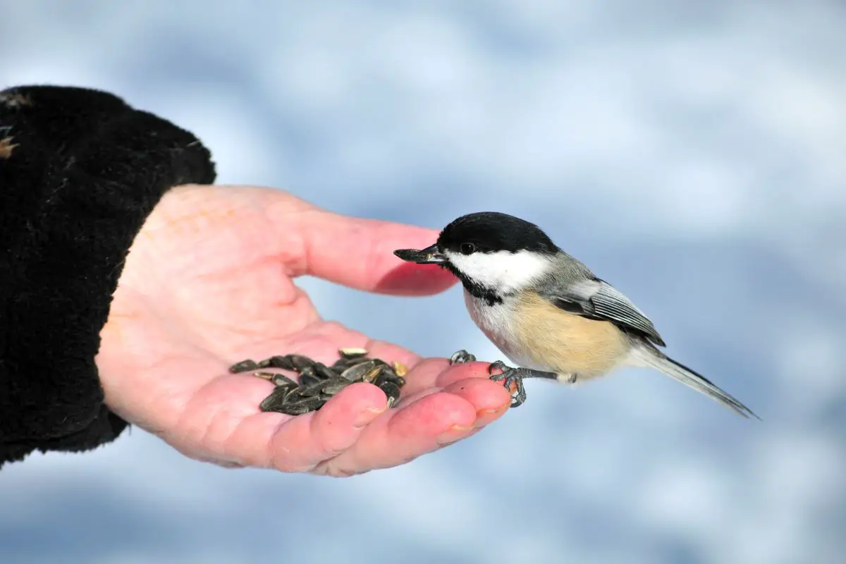a Black-capped Chickadee eating seeds from a man's hand