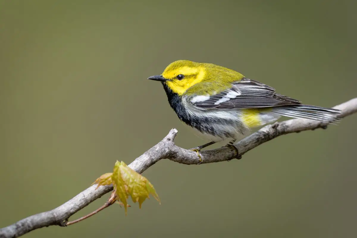 what are the small birds called? - the Black-throated Green Warbler perched on a branch