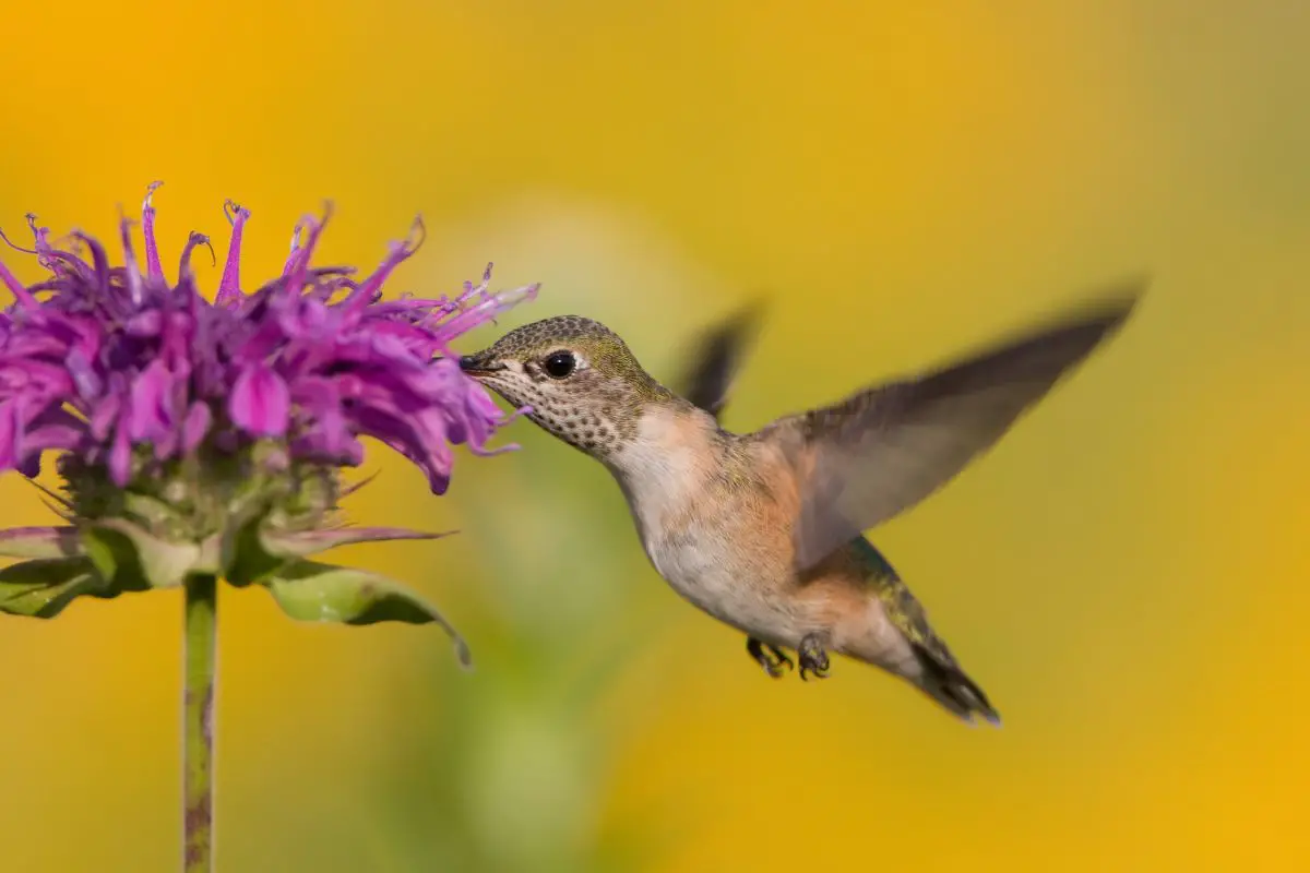 a female Calliope Hummingbird feeding from a pink flower