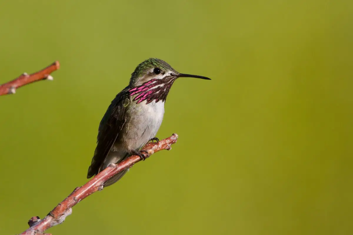 a male Calliope Hummingbird perched on a branch on a green background