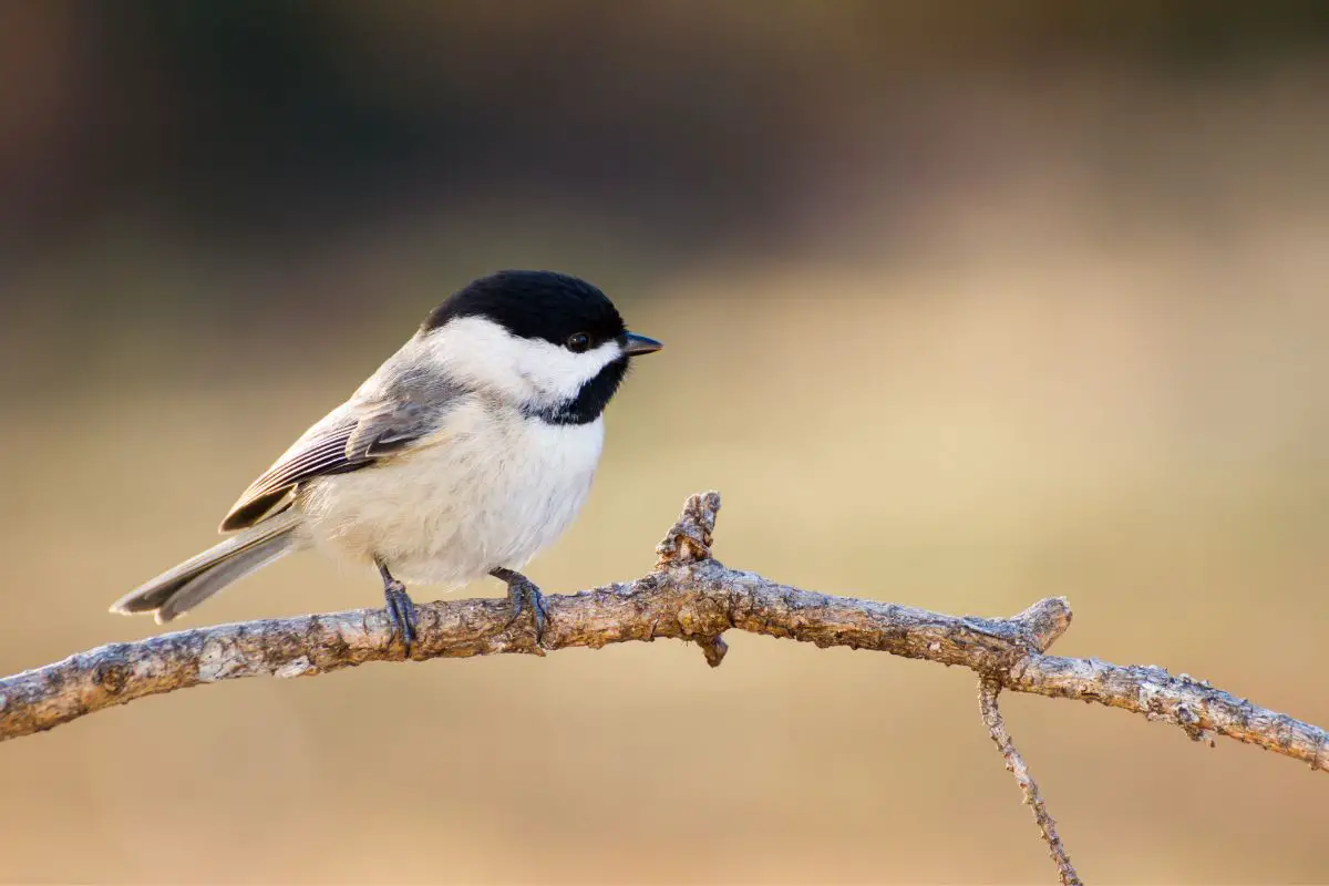 what are the small birds called? - a Carolina Chickadee perched on a branch
