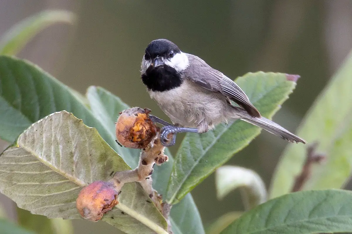 a Carolina Chickadee perched on a bush