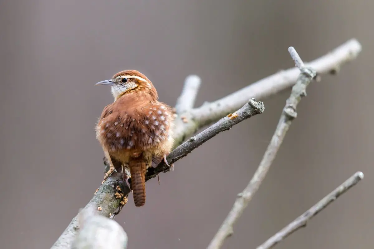 a Carolina Wren perched on a branch