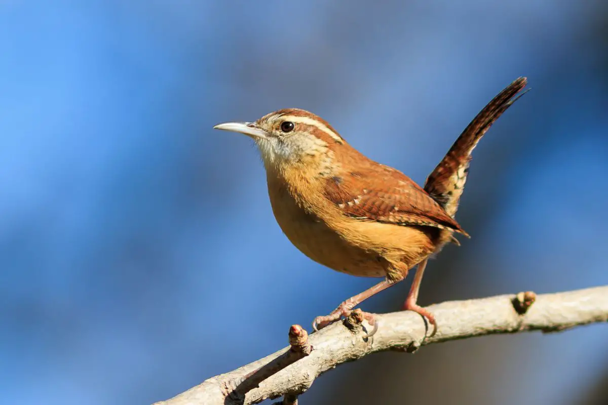 a Carolina Wren perched on a branch