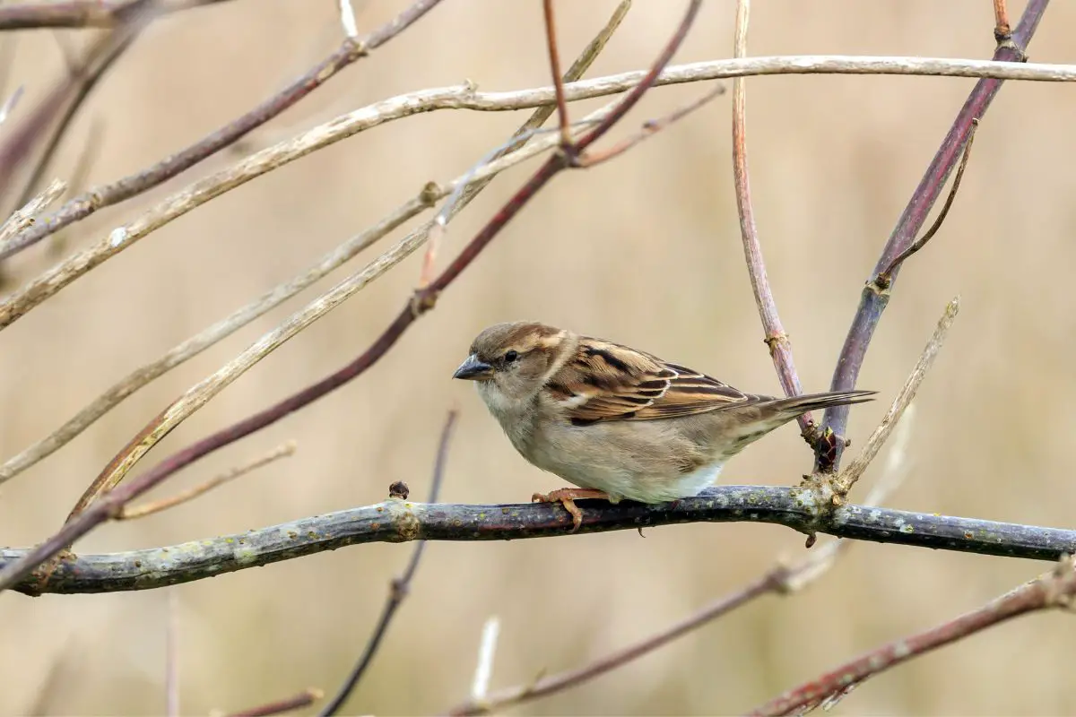 a Chipping Sparrow in non-breeding plumage