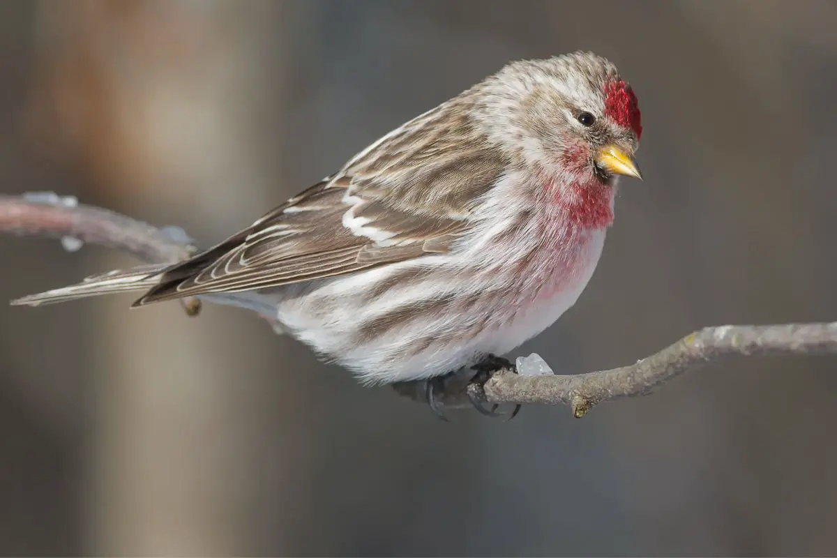 a male Common Redpoll bird