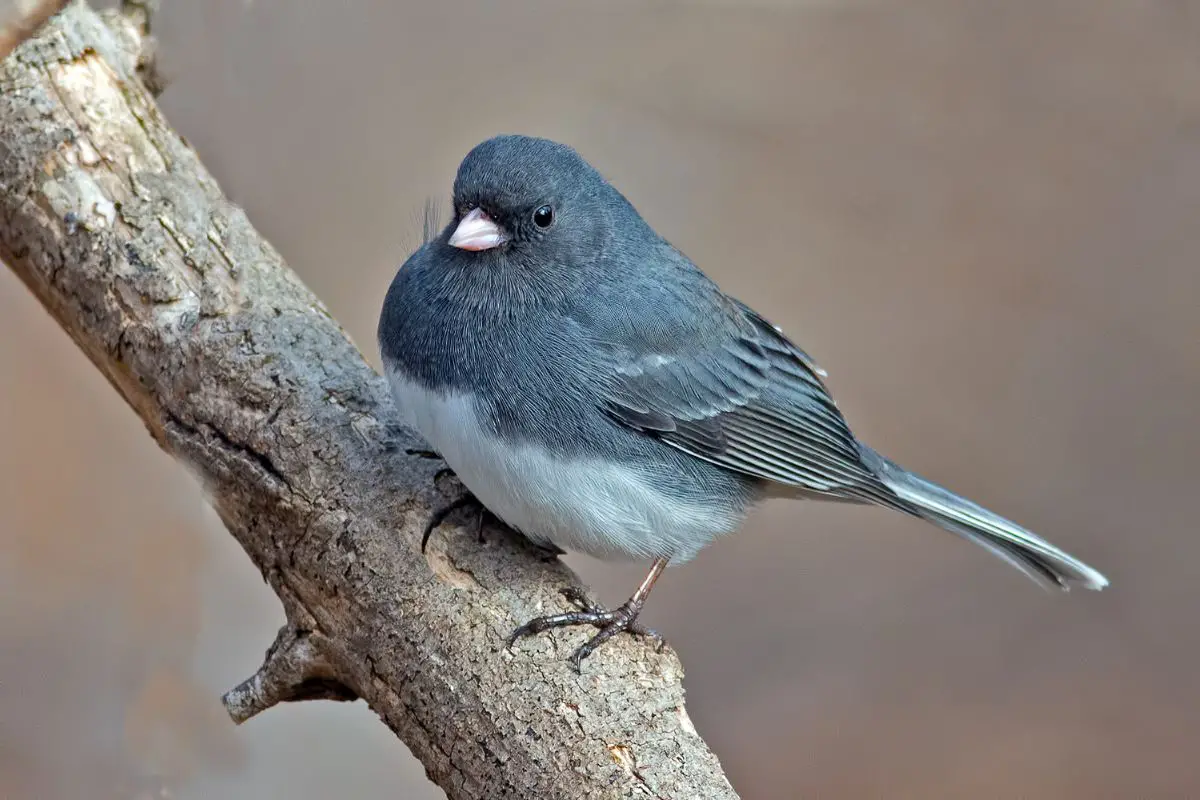 a dark-eyed junco perched on a branch
