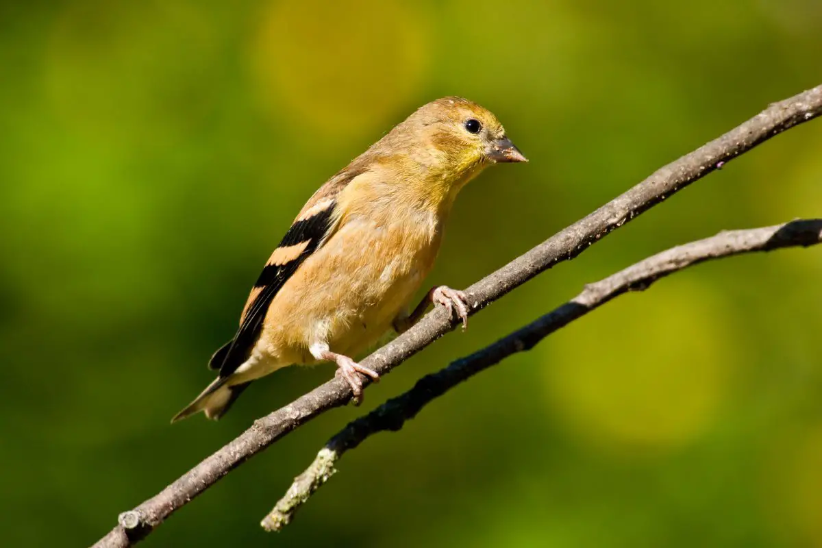 a female American Goldfinch, a small bird that is brown and black, perched on a branch