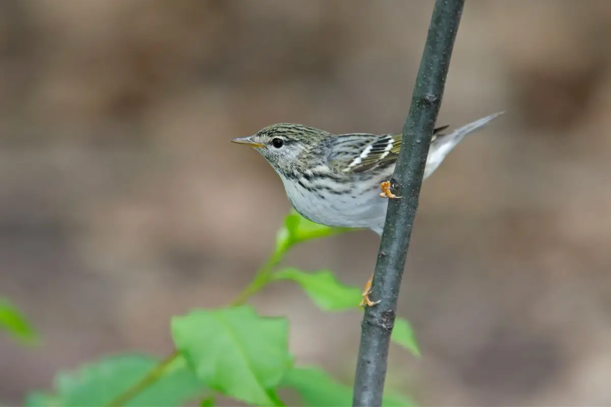 female blackpoll warbler bird clinging to a branch