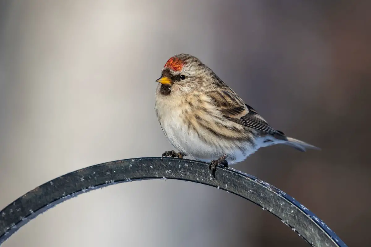 a female Common Redpoll