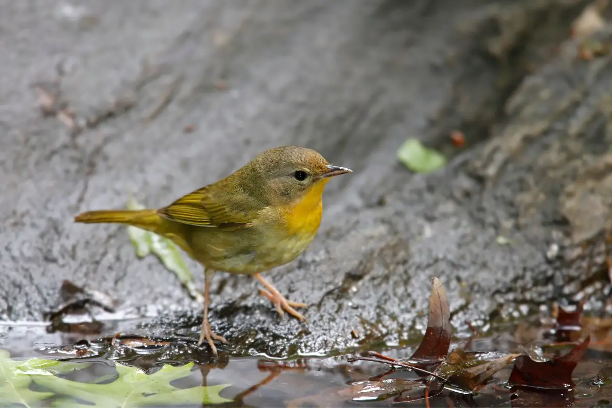 a female Common Yellowthroat perched by a puddle with leaves in it