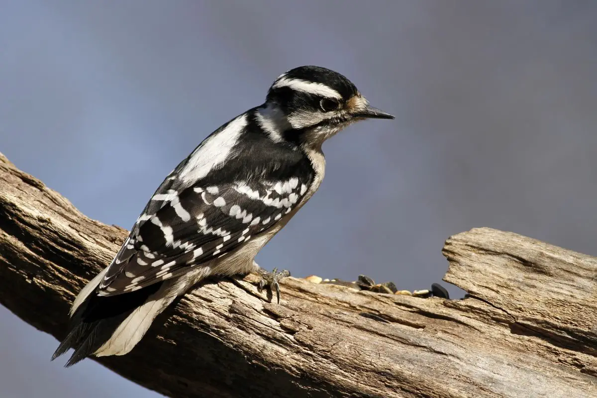 a female downy woodpecker perched on a log