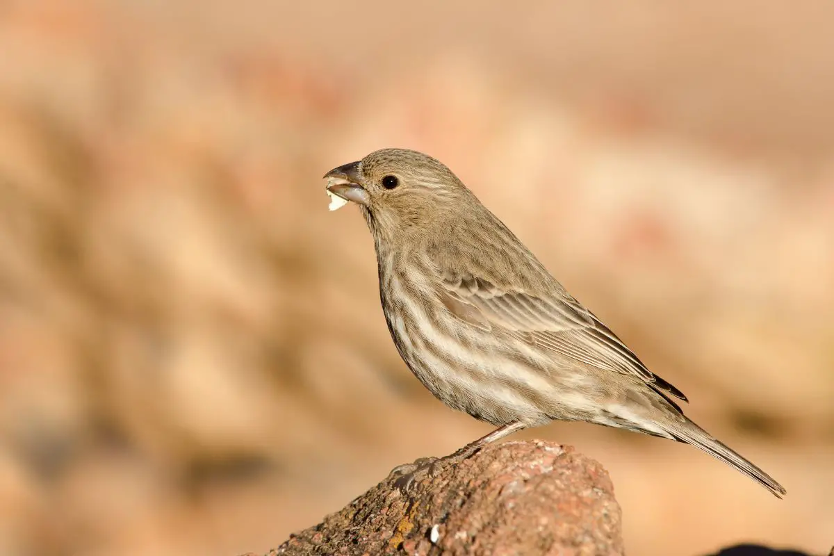 a female house finch with a seed in her mouth standing on a rock
