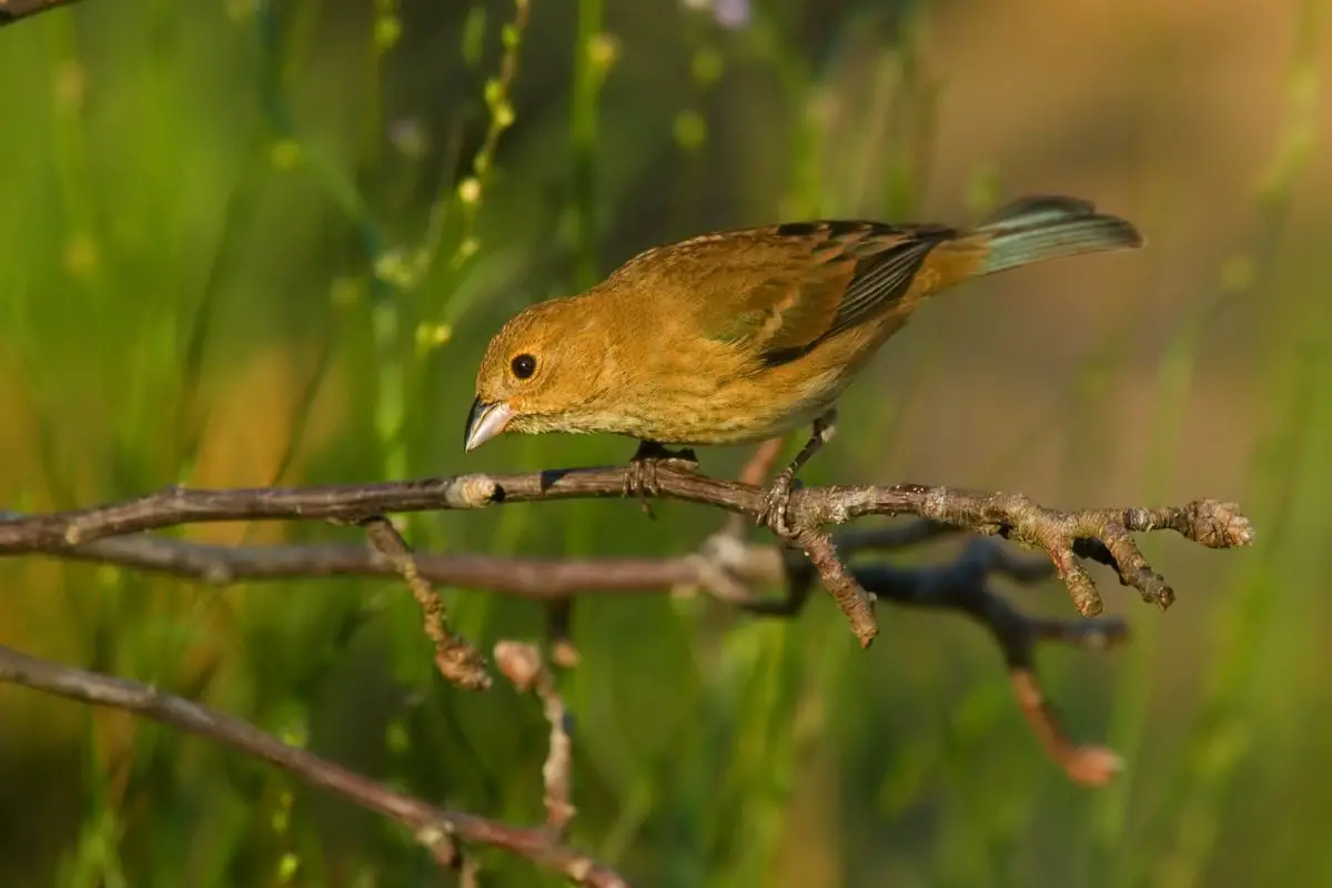 a female Indigo Bunting perched on a branch