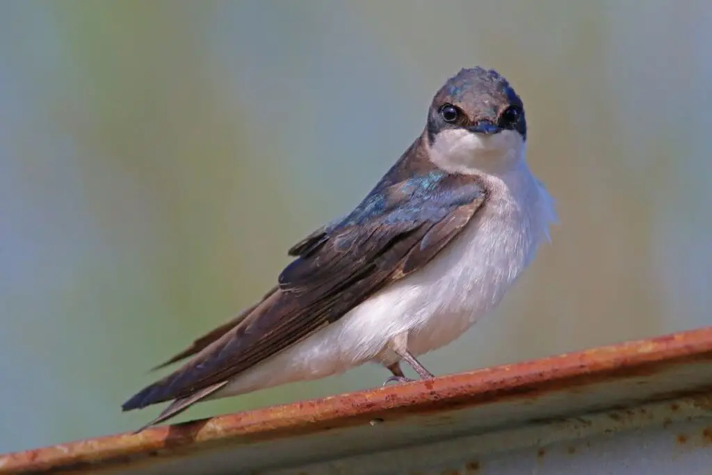 What Are The Small Birds Called? - 20 Common Small American Birds