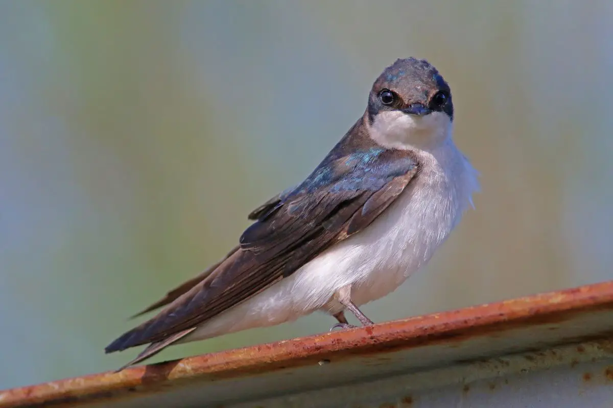 a female Tree Swallow
