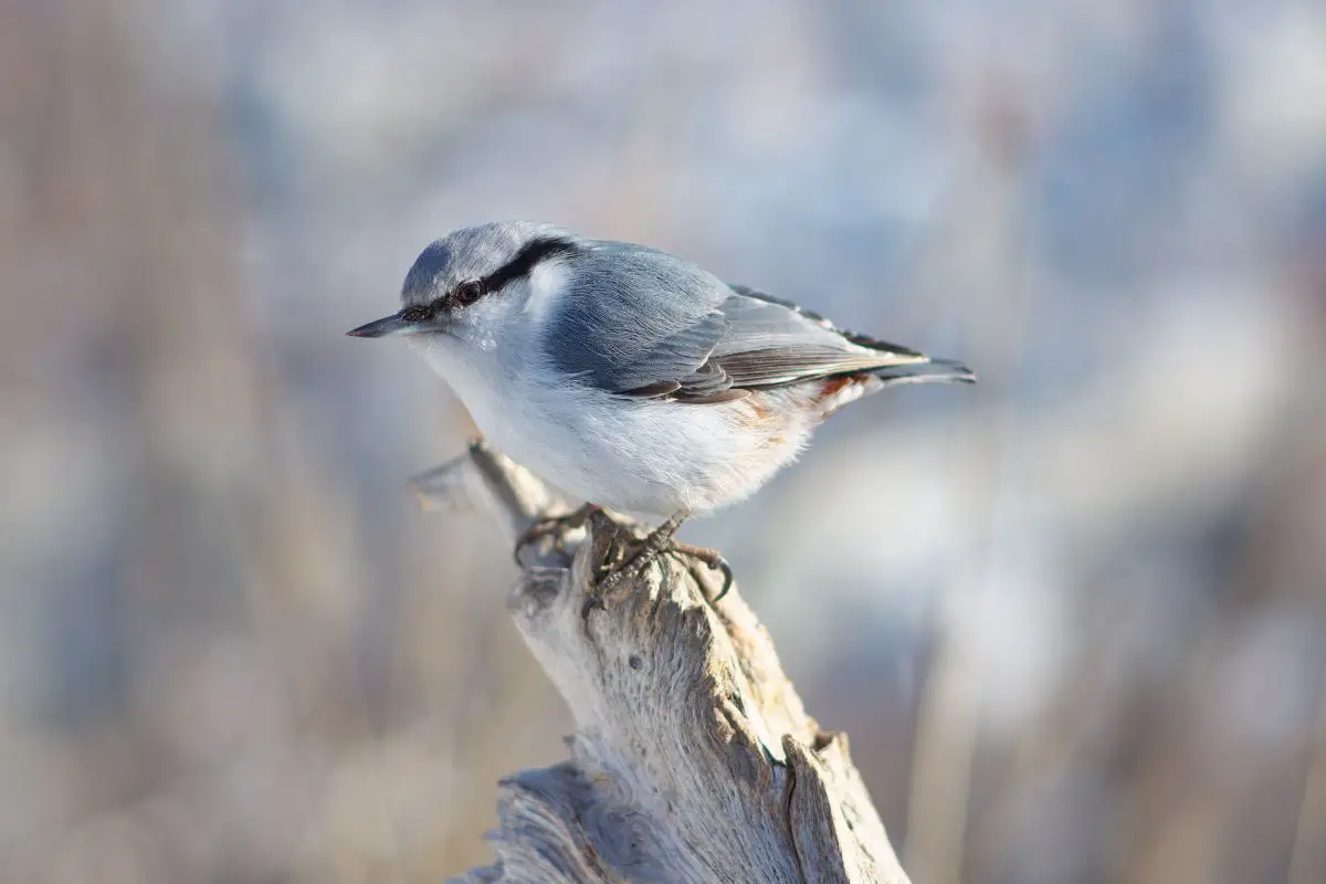 a female White-breasted Nuthatch