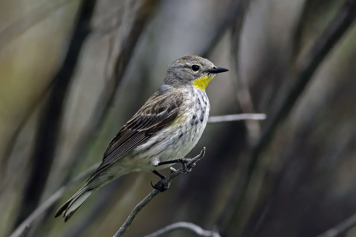 a small female Yellow-rumped Warbler bird perched on a stick