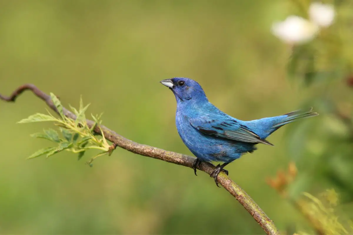the name of this bird is an Indigo Bunting. It is a cerulean blue bird perched on a branch