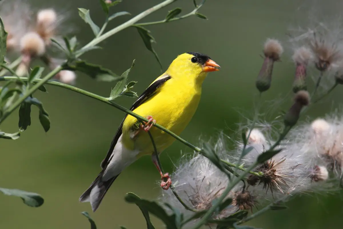 a male American Goldfinch, a small yellow, black, and white bird perched on a weed