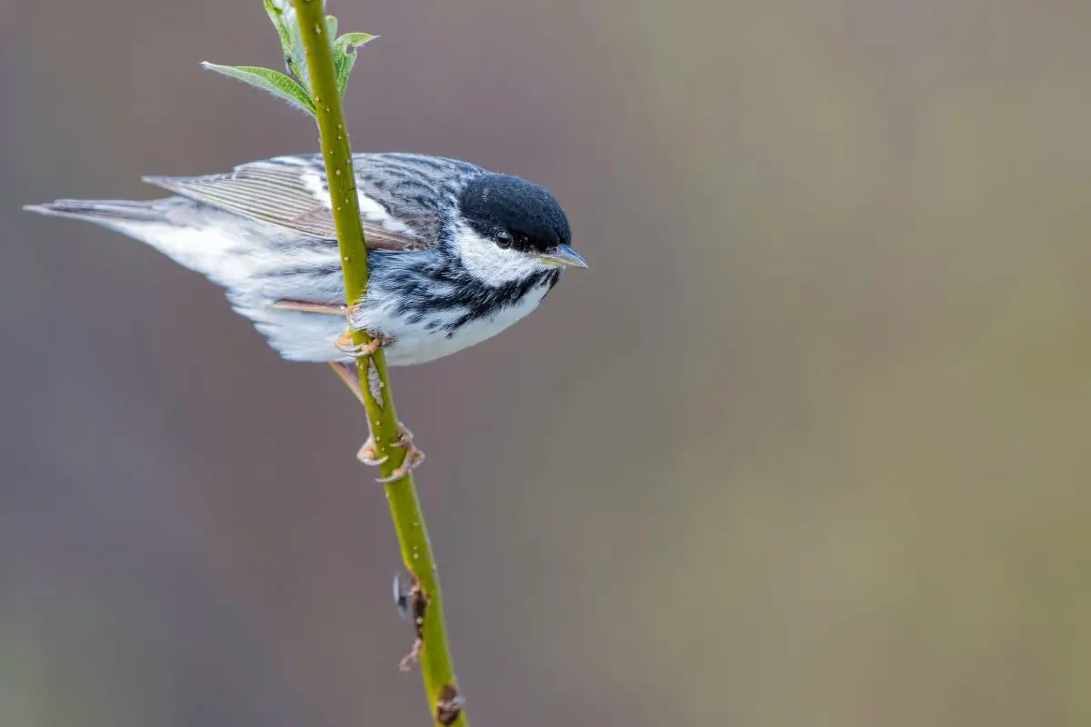 a male Blackpoll Warbler bird clinging to a green branch