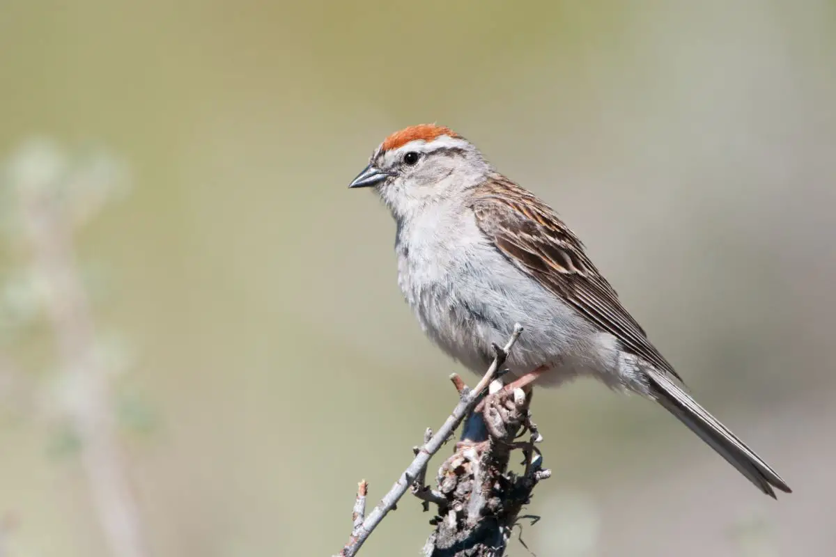 a male Chipping Sparrow