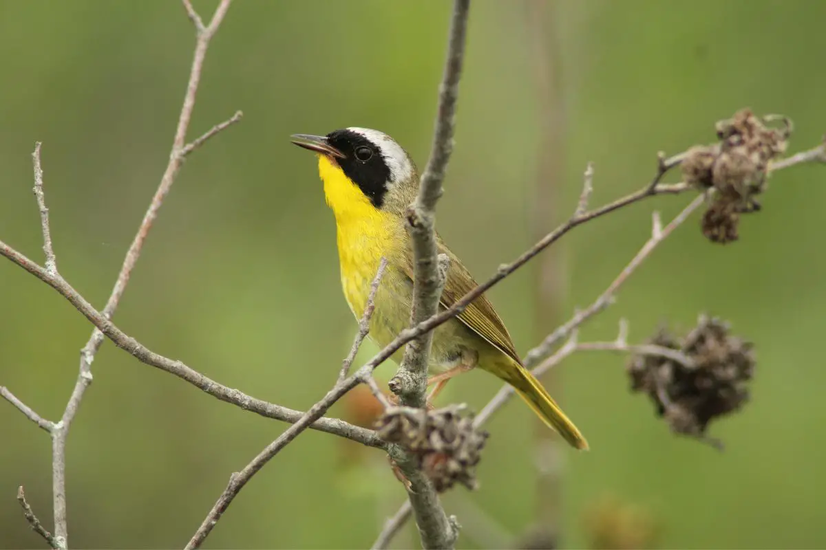 a male Common Yellowthroat perched in a tree